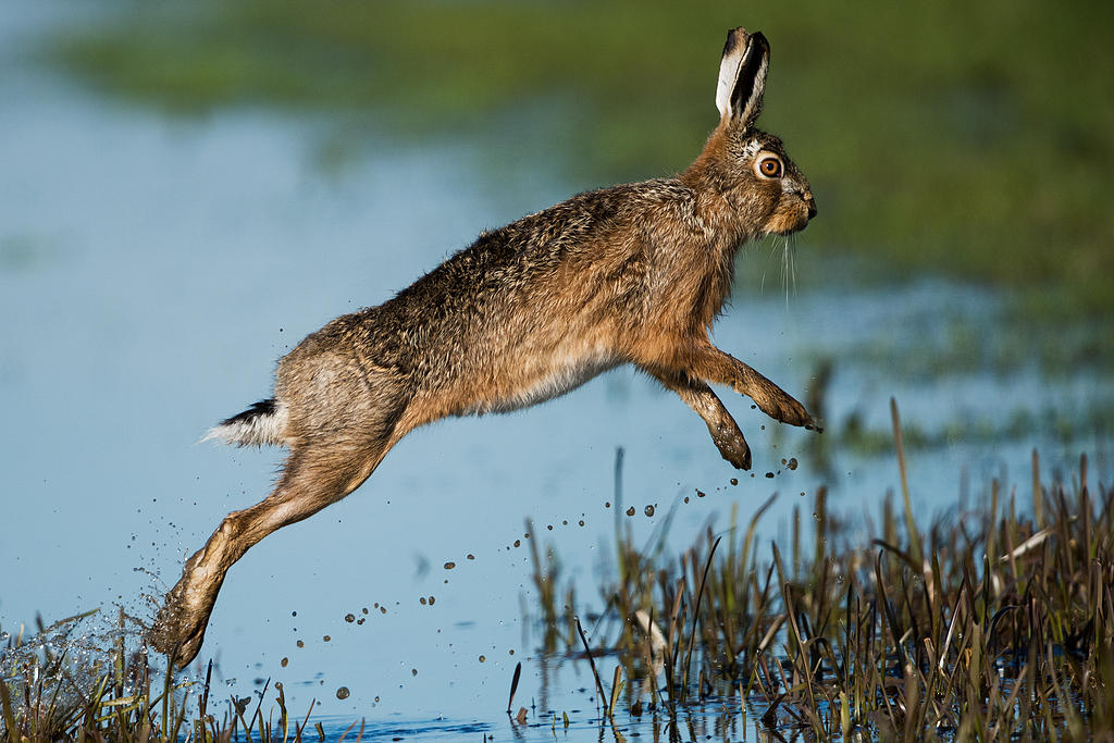跳跃兔子