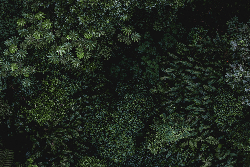 热带雨林植物