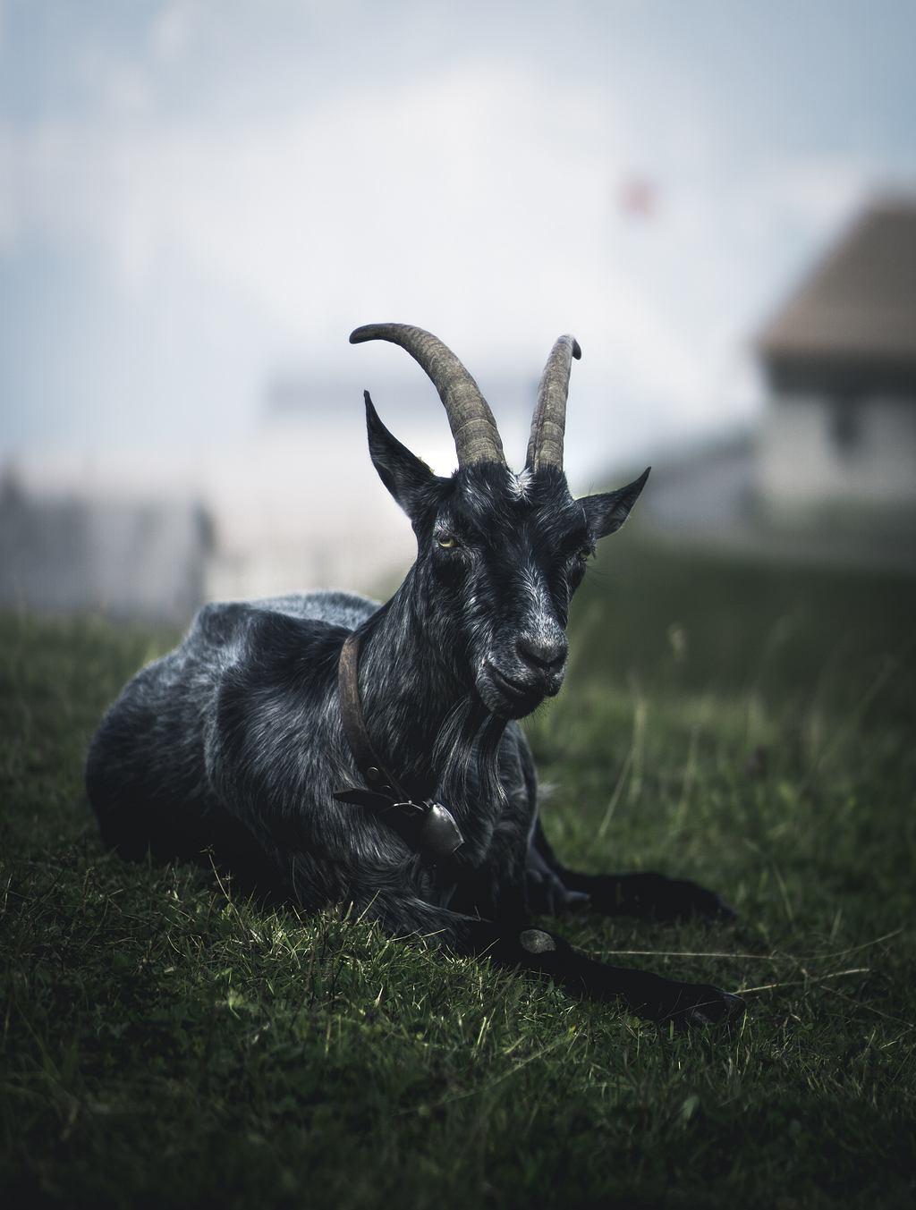 白天黑山羊躺在草地上的选择性聚焦摄影