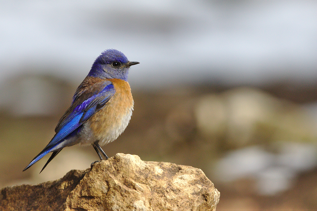 石头上蓝色和棕色鸟的聚焦照片