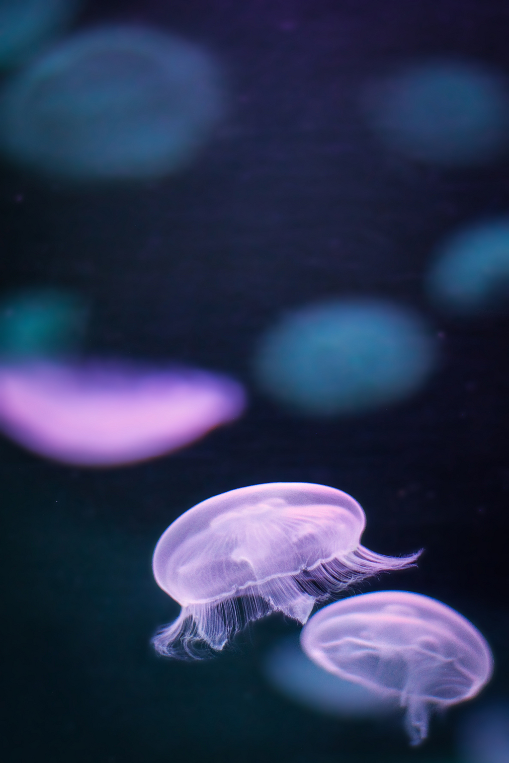 紫水母特写摄影