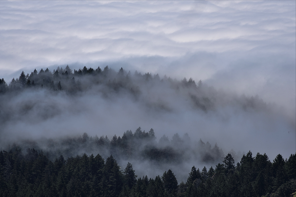 白天笼罩大雾的森林