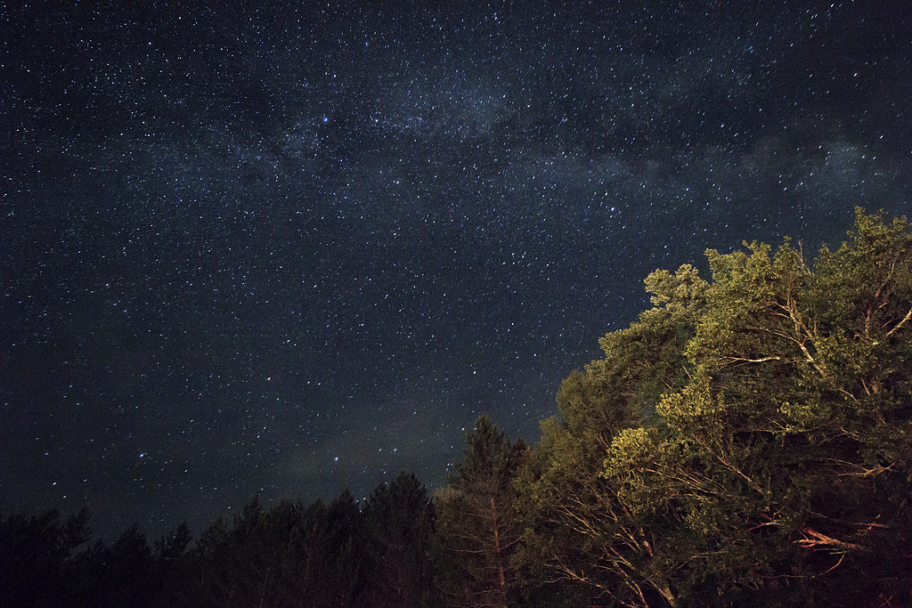 夜间星空下的绿叶树