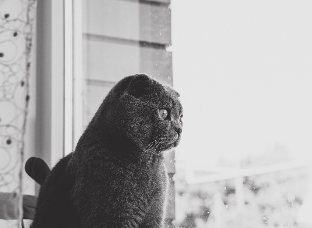 灰色猫望窗外