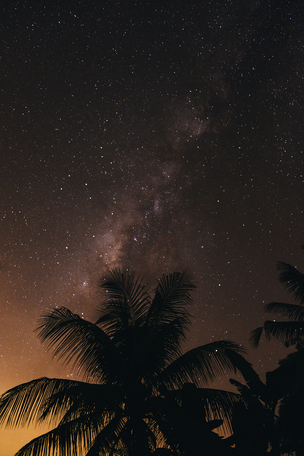 夜间椰树剪影