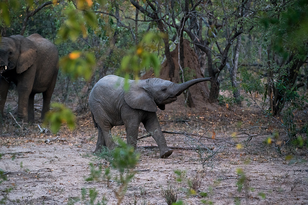 黑小象在树旁漫步