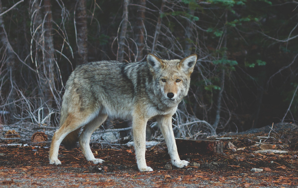 站在树上的狼的聚焦摄影