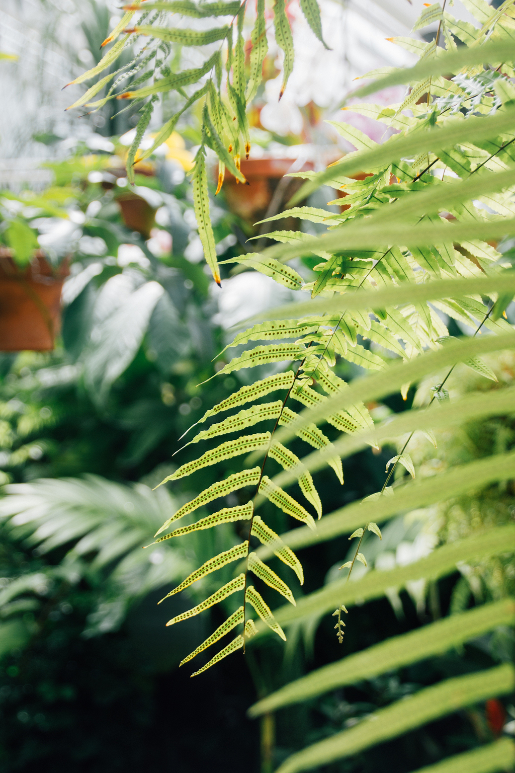 热带绿色植物