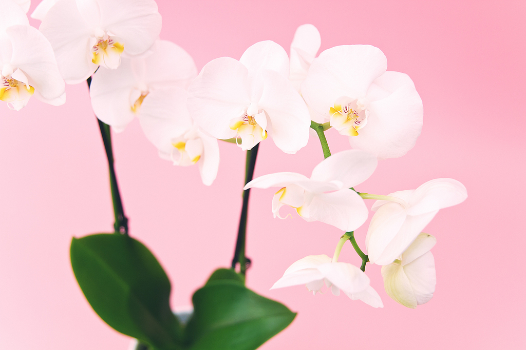 白粉色花