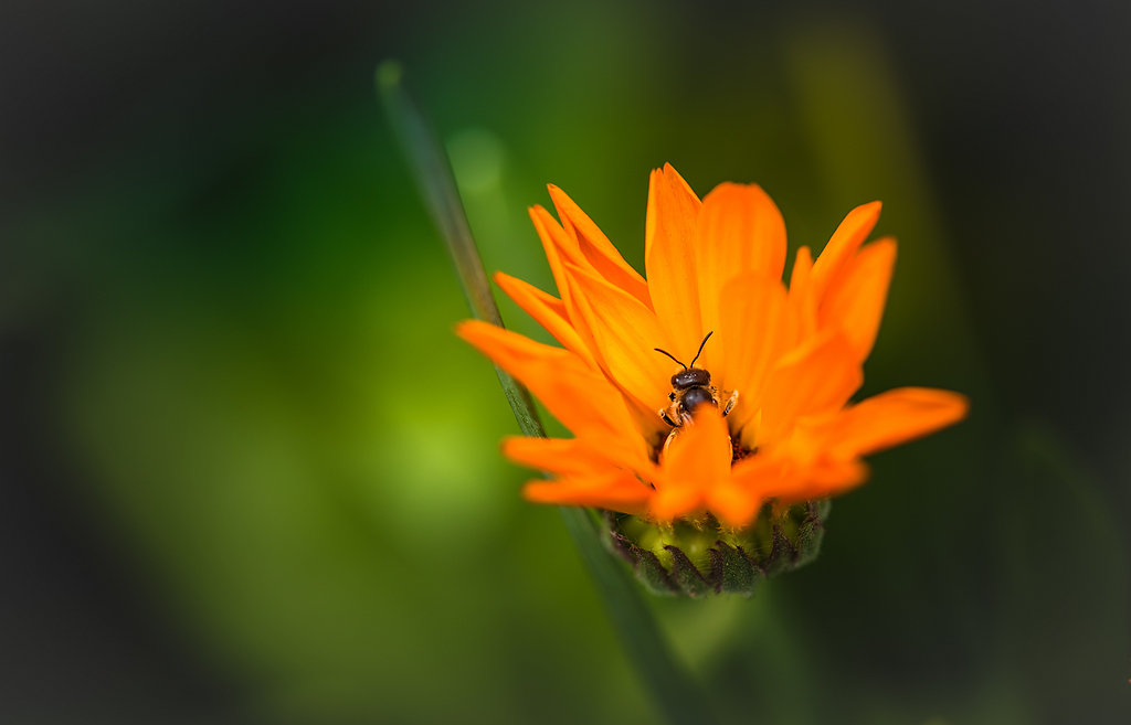 橙花