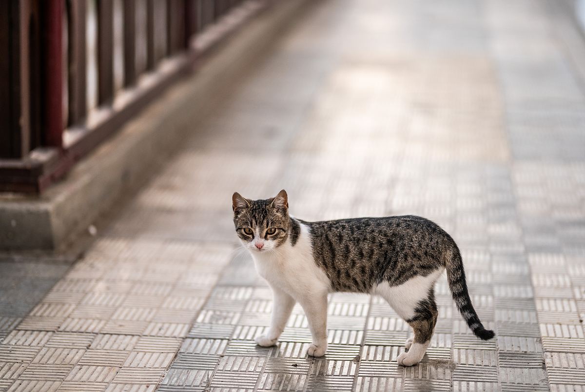 铺在铺面上的白灰猫