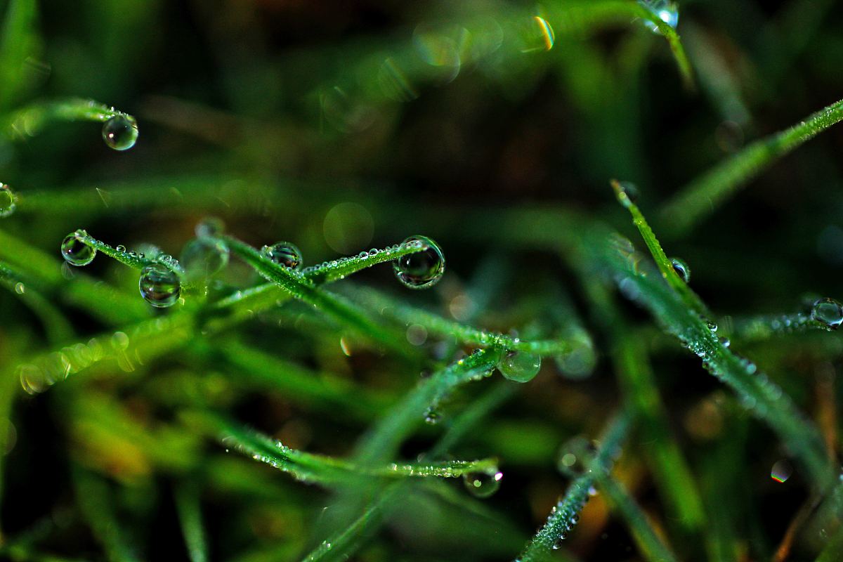 雨草