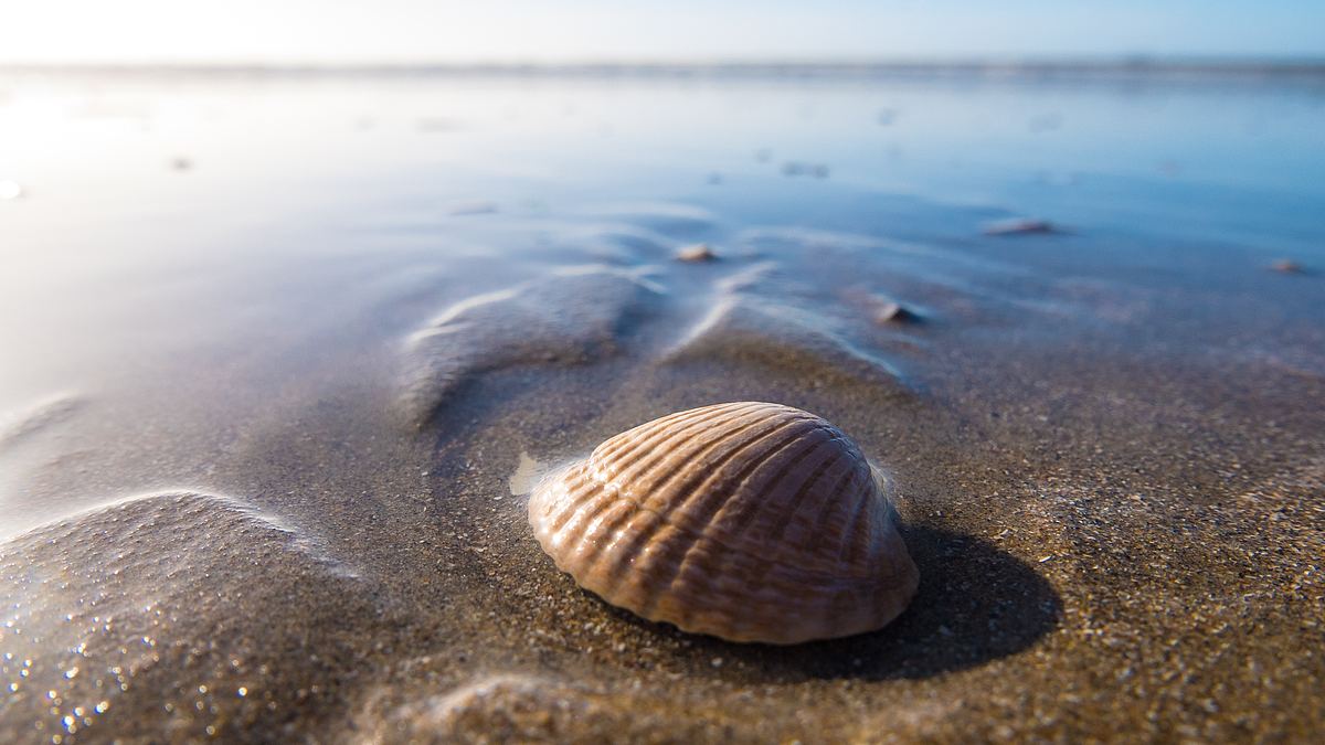 海滩贝壳