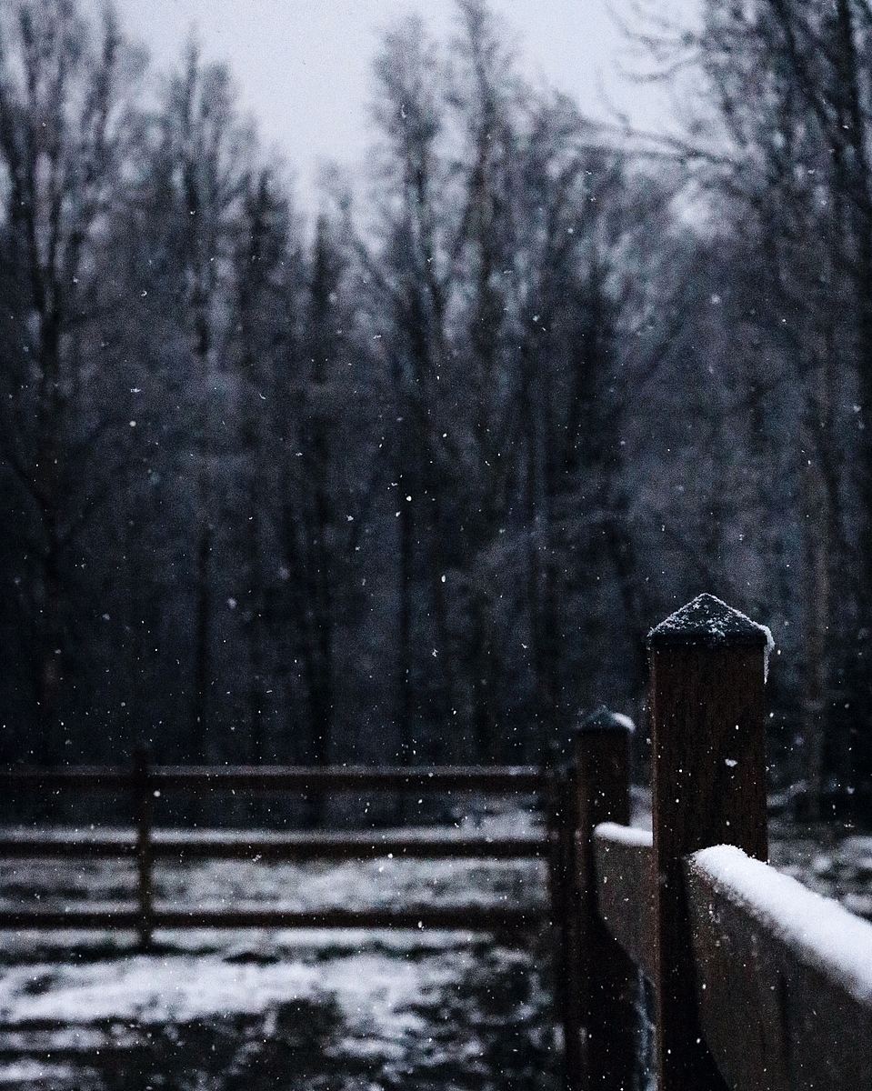 下雪的树