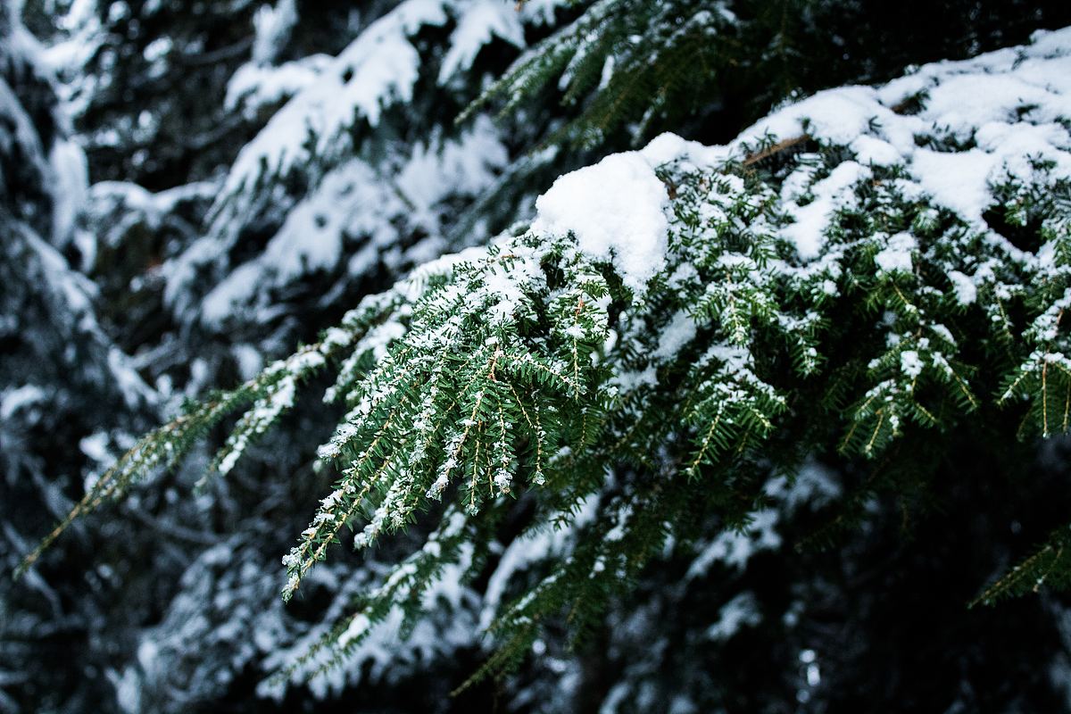 常青树上的雪