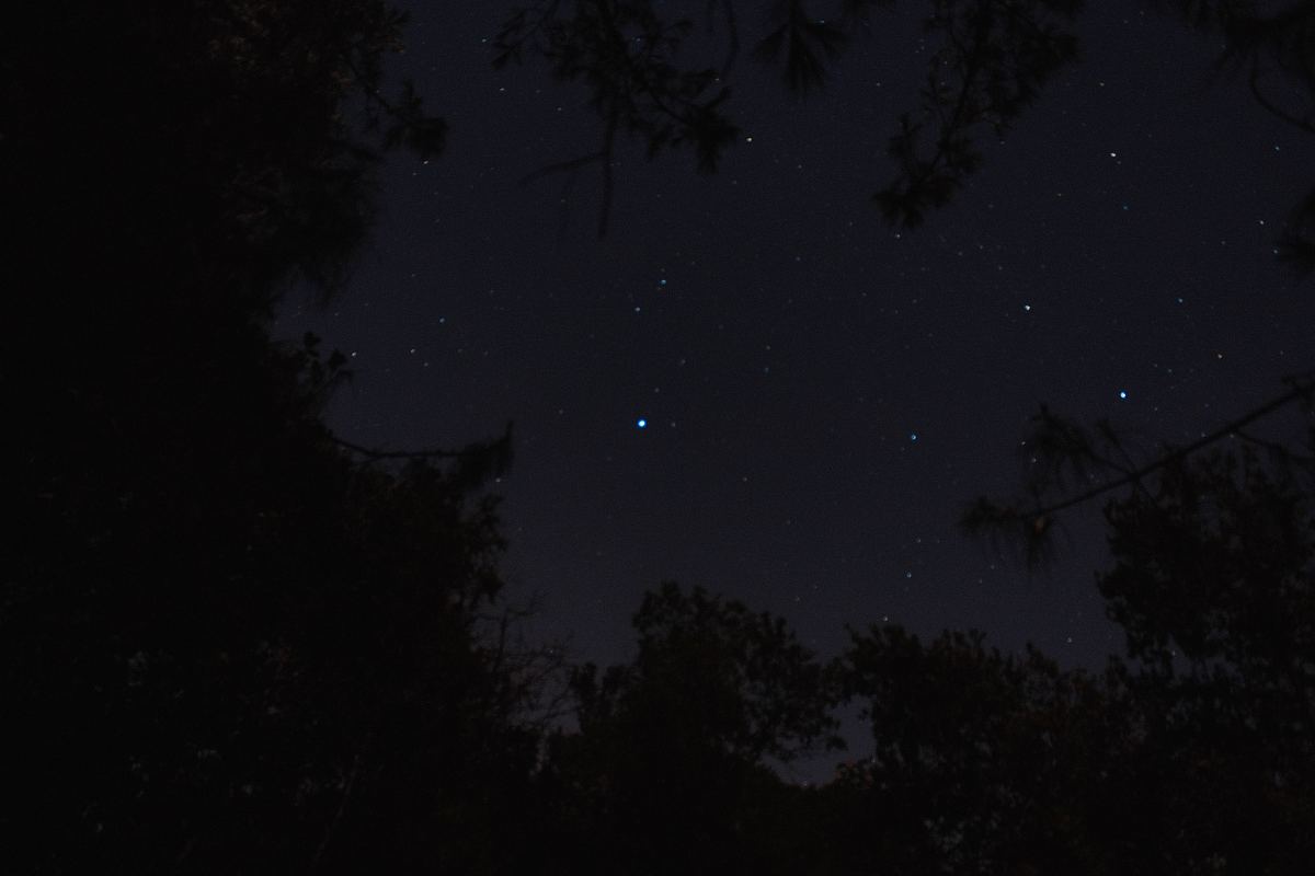 星星,黑夜,树木和森林