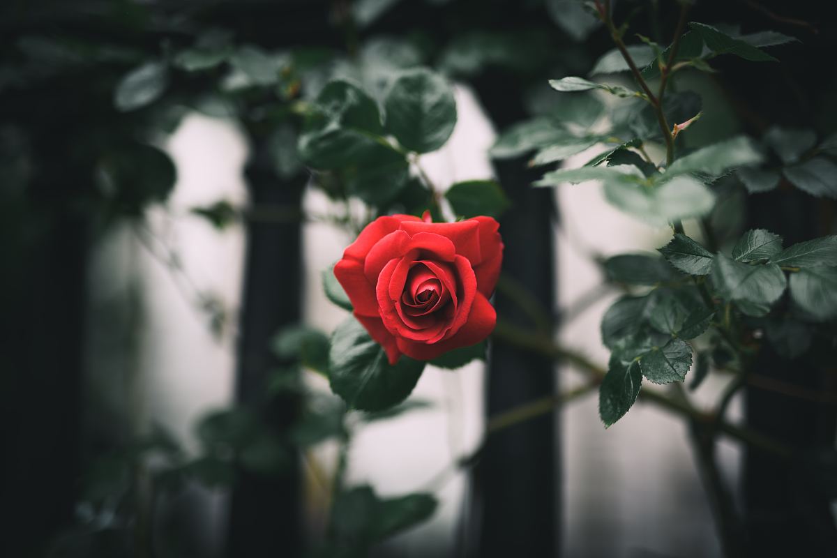 一朵孤独的玫瑰