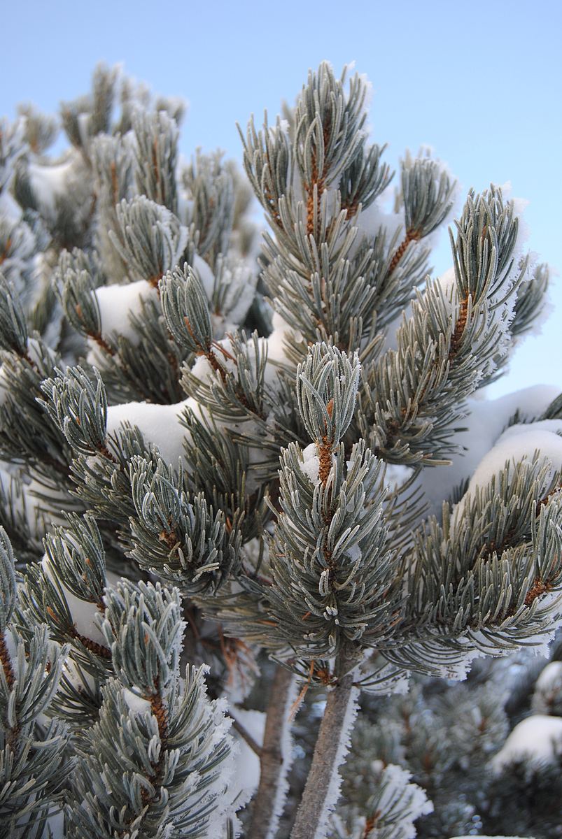 结霜的冬季松树