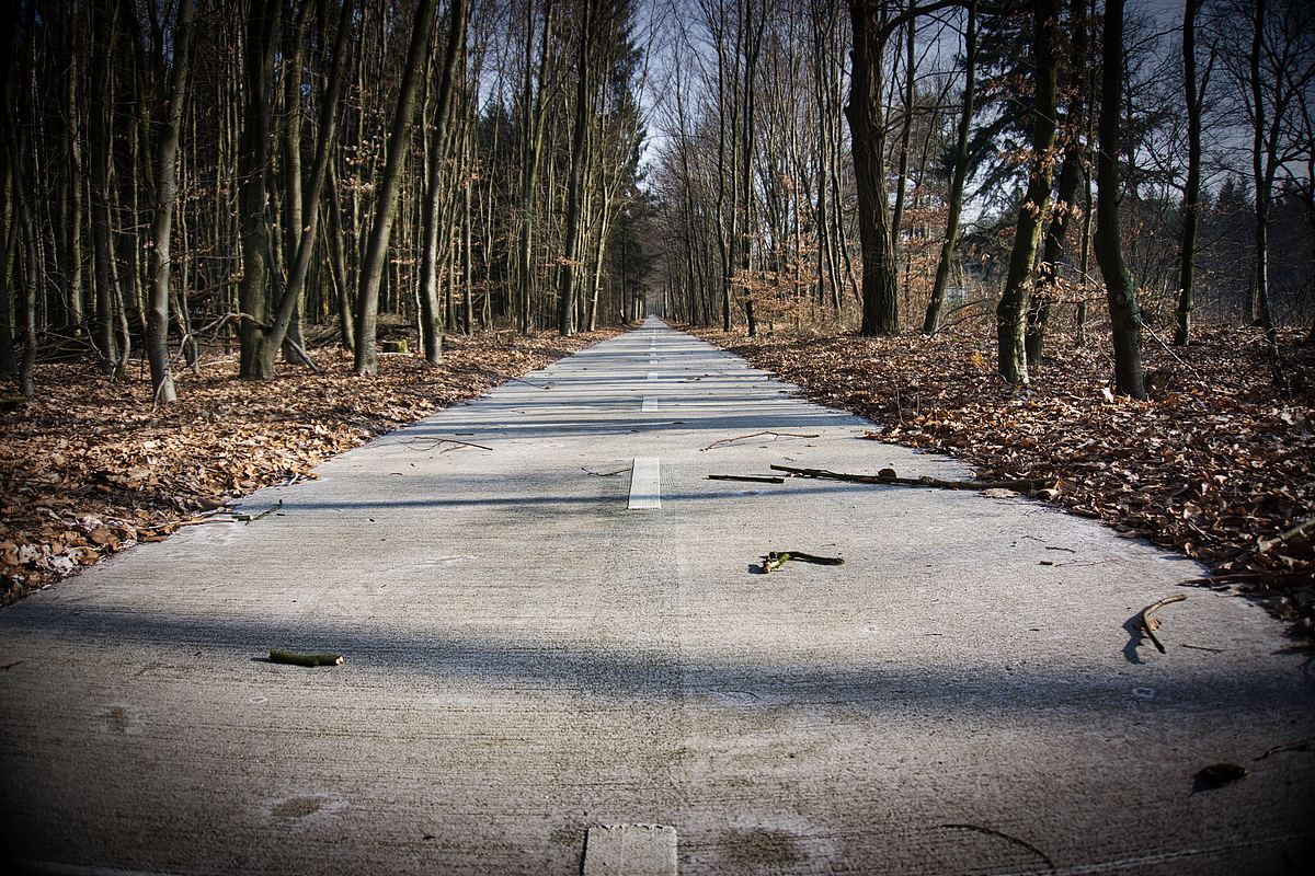 道路,树林,森林和距离