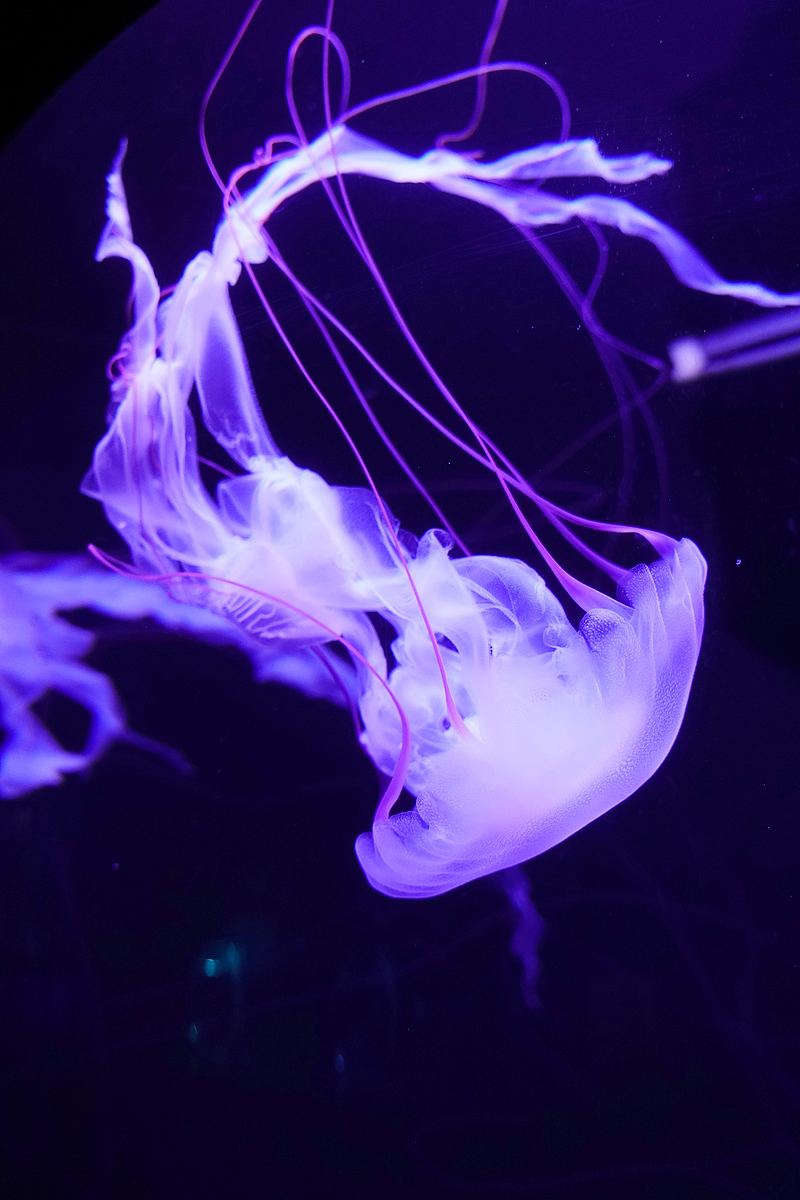 水母