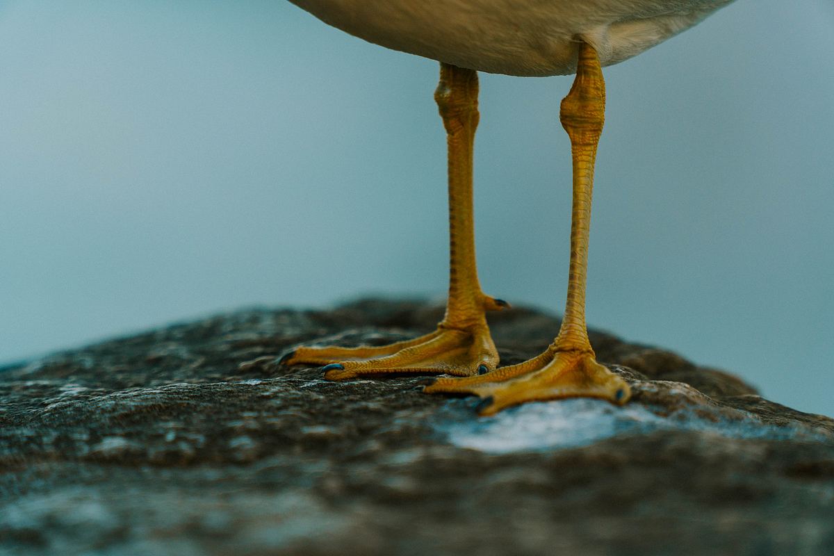 鸟,腿,脚和蹼