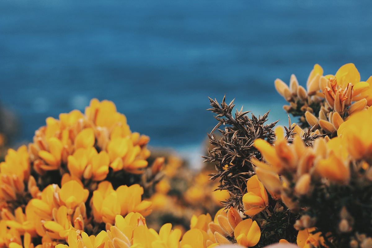 花的海洋