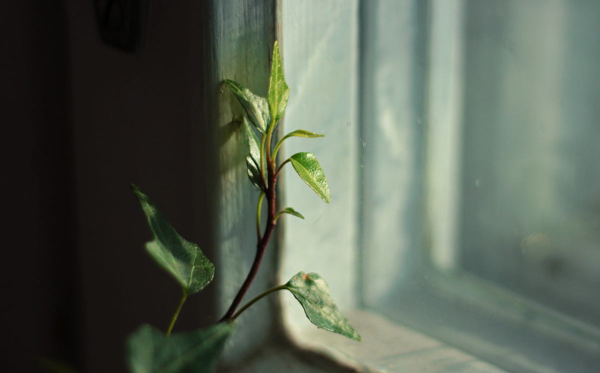 植物阳光窗户和灯光