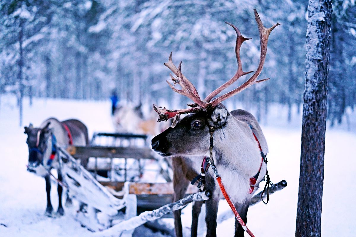 驯鹿,鹿角,雪橇和雪房