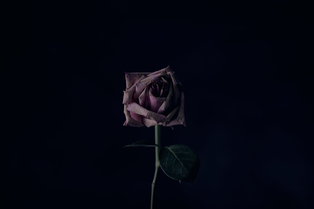 黑暗中垂死的玫瑰