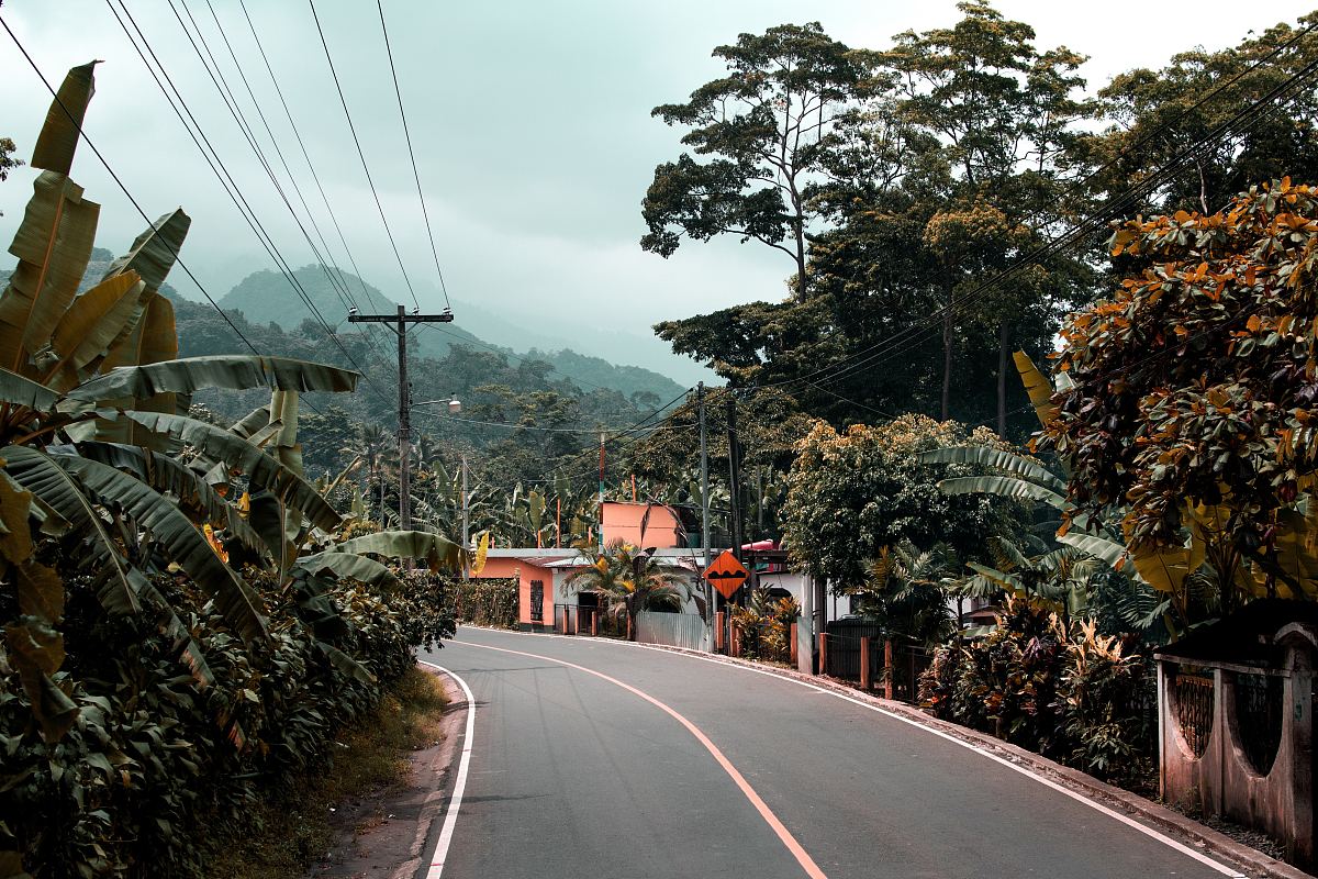 绿色,丛林,道路和树木