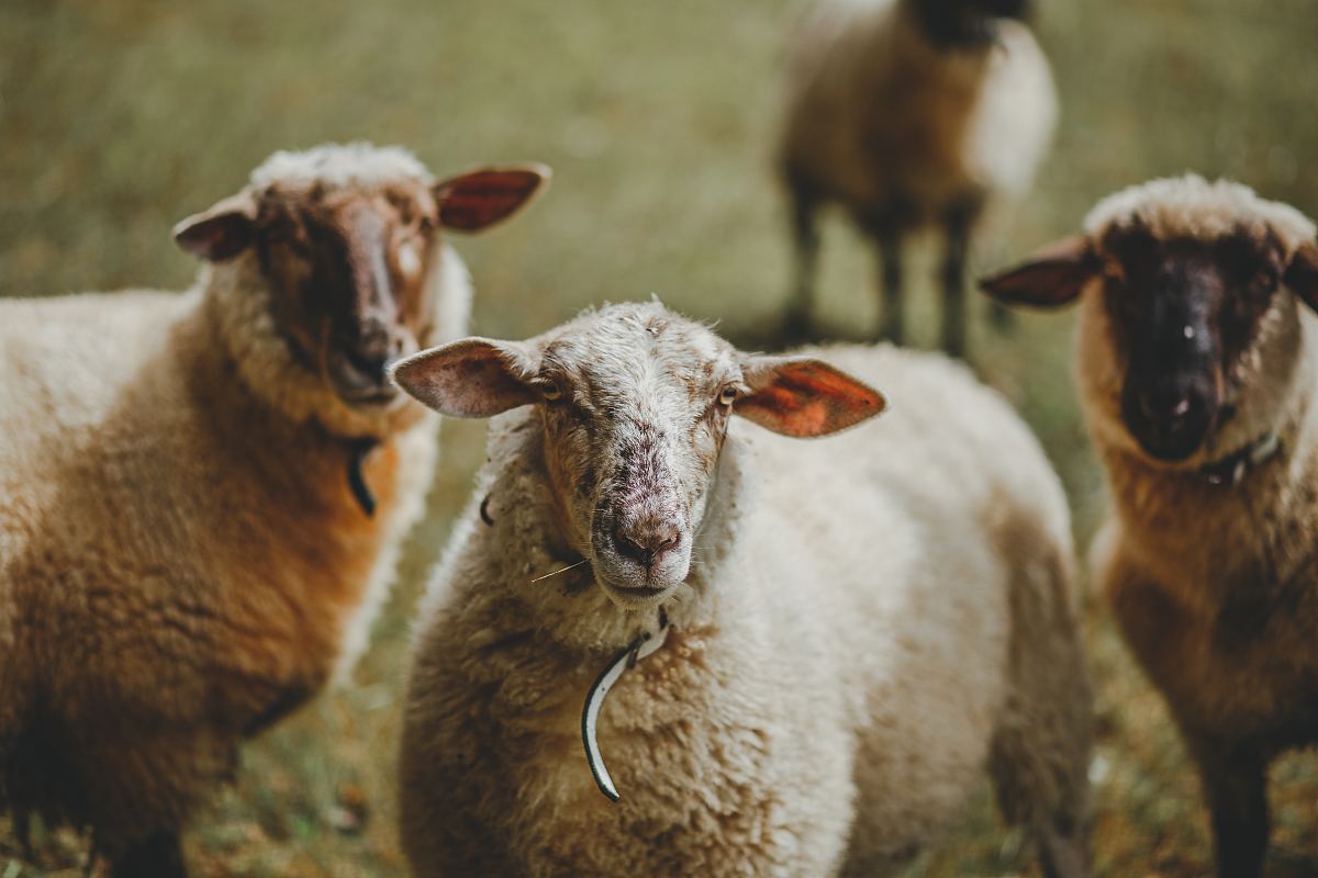 绵羊,羊群和耳朵
