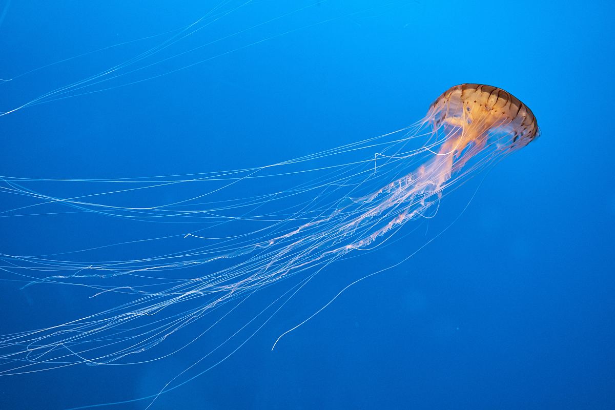 水族馆,水母,鱼类及水房