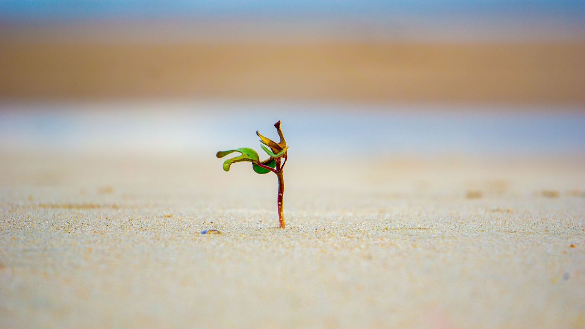 海边植物