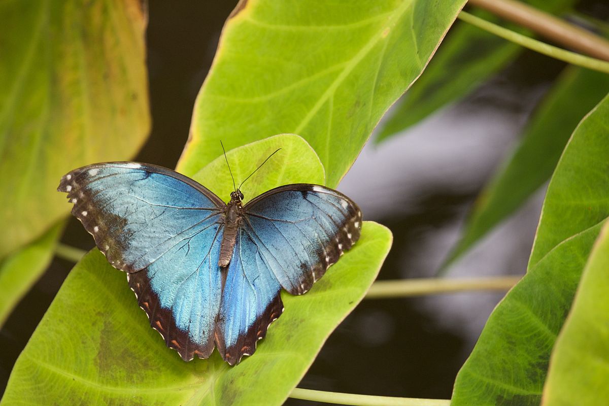 蝴蝶,植物,叶子和蓝色