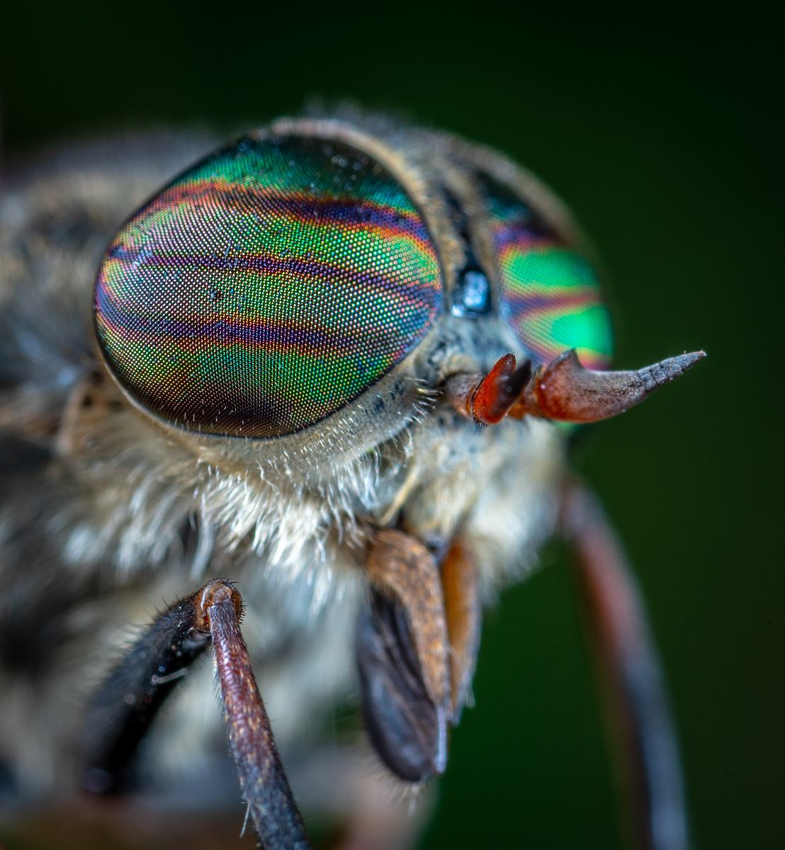 DEDETIZADORA SIMÕES- INDAIATUBA - CAMPINAS E REGIÃO: MOSCA VAREJEIRA