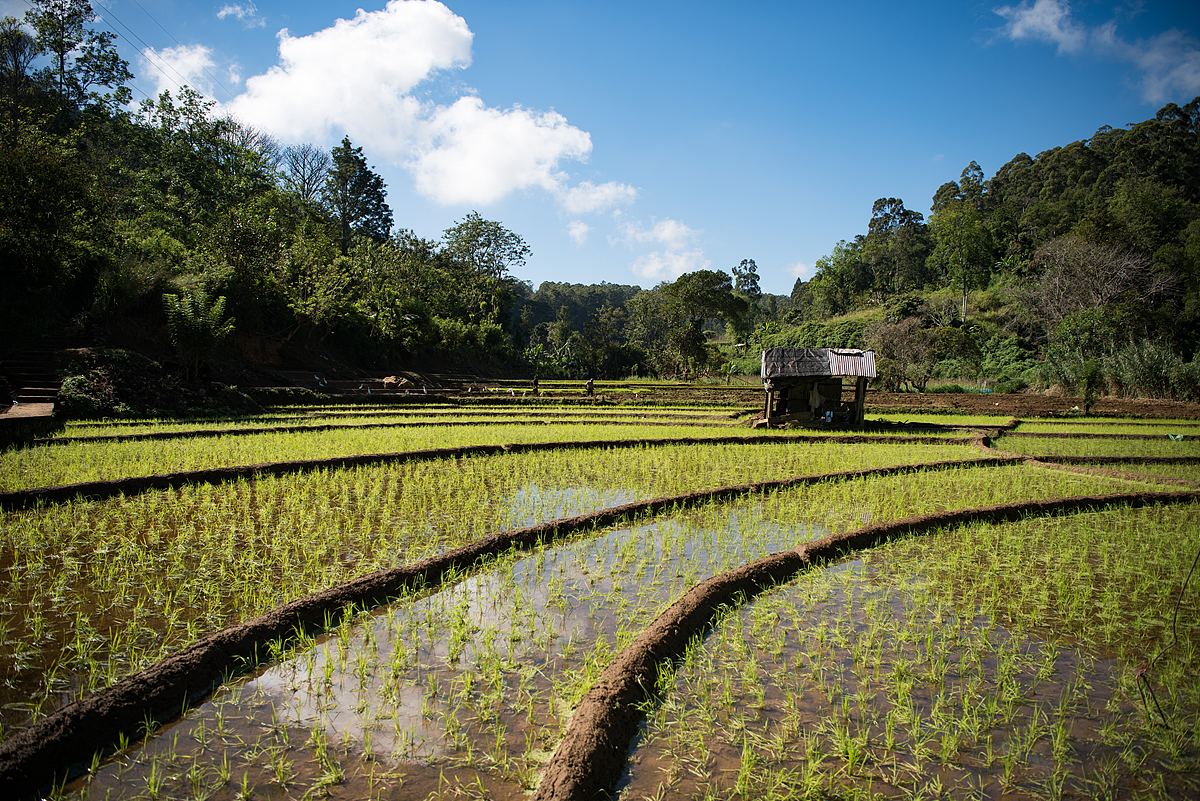 田地