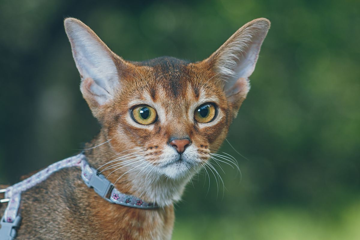 阿比西尼亚猫的第一步