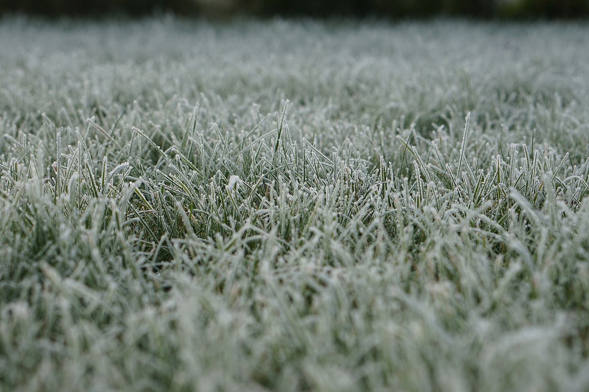 雪草