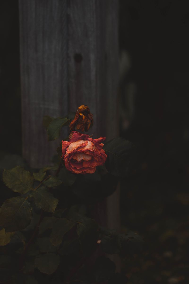 玫瑰,腐烂,死亡和死亡