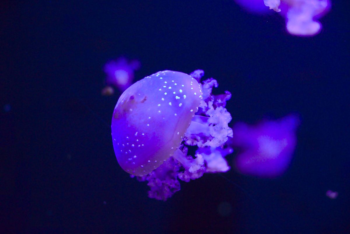 水母,海洋生物和海洋