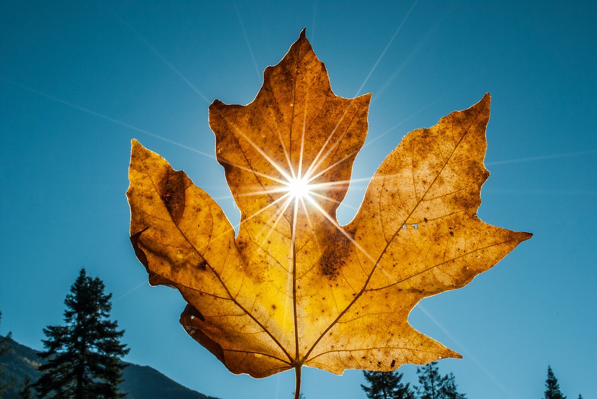 秋天阳光素材-秋天阳光模板-秋天阳光图片免费下载-设图网