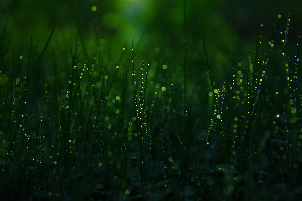 雨落在草地上