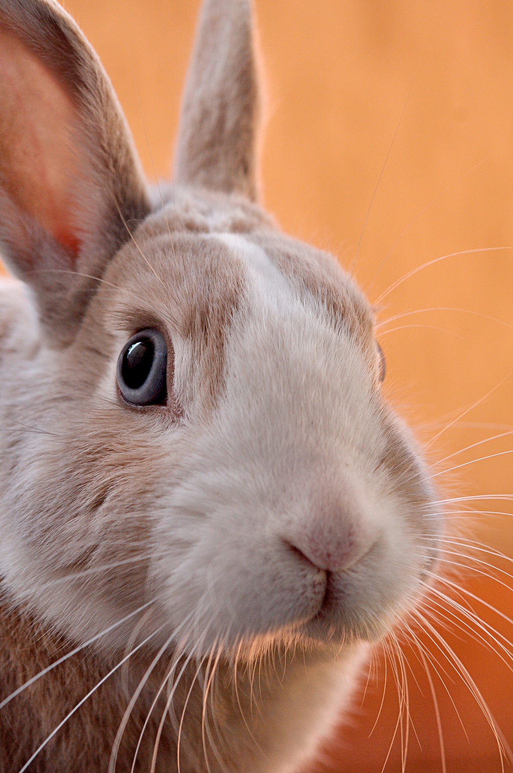 兔子的鼻子像什么图片