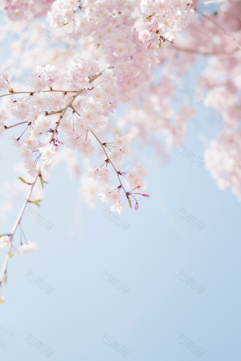 粉红色花瓣