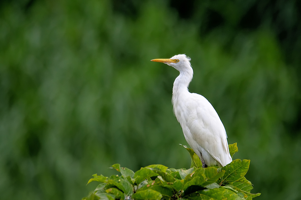 威达图片-威达素材下载-万素网