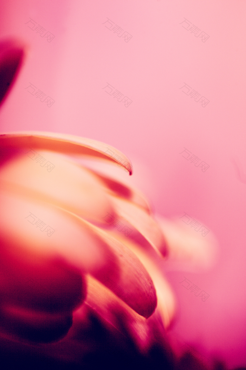 粉红色鲜花温暖颜色红色花瓣上升美丽爱女性气质女性征服生存恢复上瘾勇气母亲节