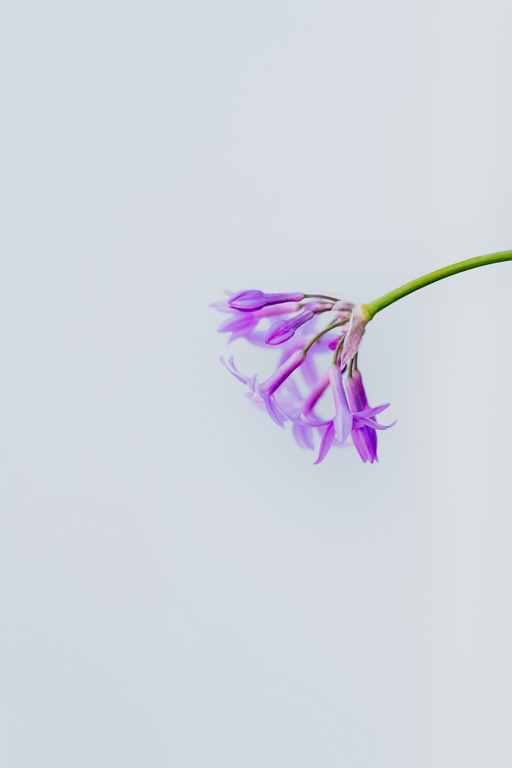 白色背景花 素材 免费白色背景花图片素材 白色背景花素材大全 万素网