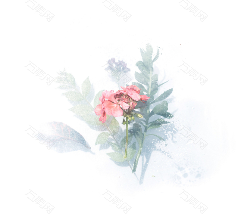 粉红花瓣数码壁纸