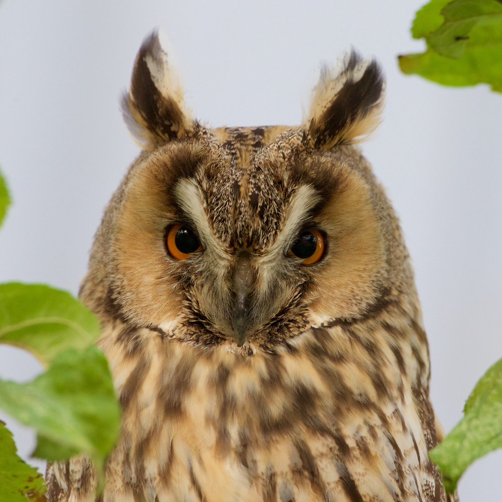 倾斜摄影中的棕色猫头鹰
