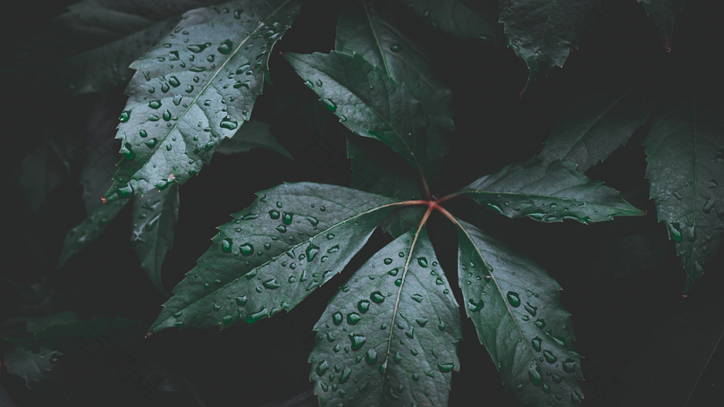 绿叶植物水露